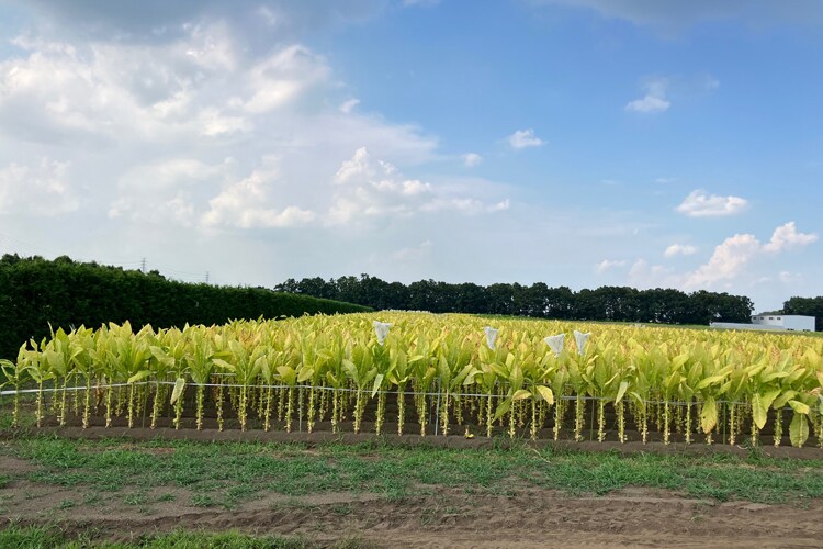 葉たばこ研究所の畑
