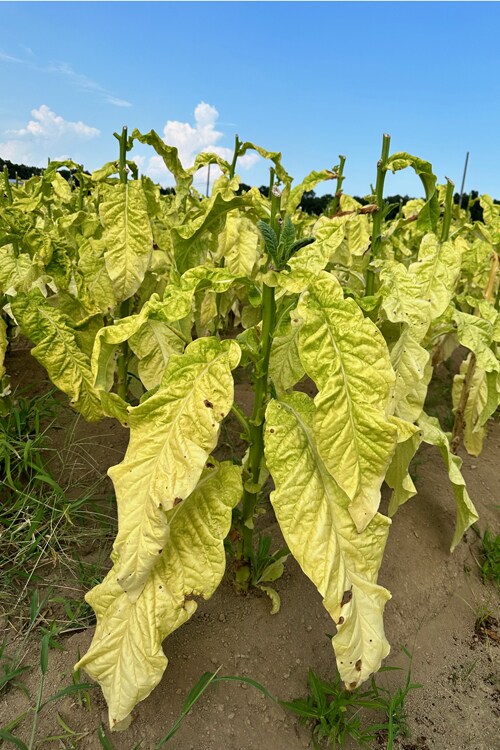 葉たばこの収穫