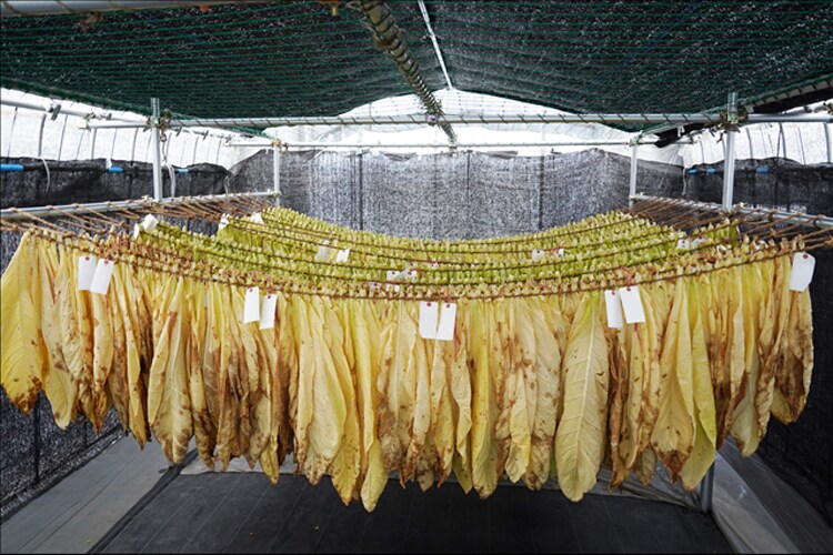 葉たばこの乾燥
