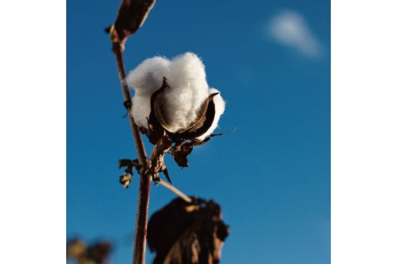 東日本大震災の津波により稲作が困難になった農地で塩害に強い綿花を栽培して作られた綿