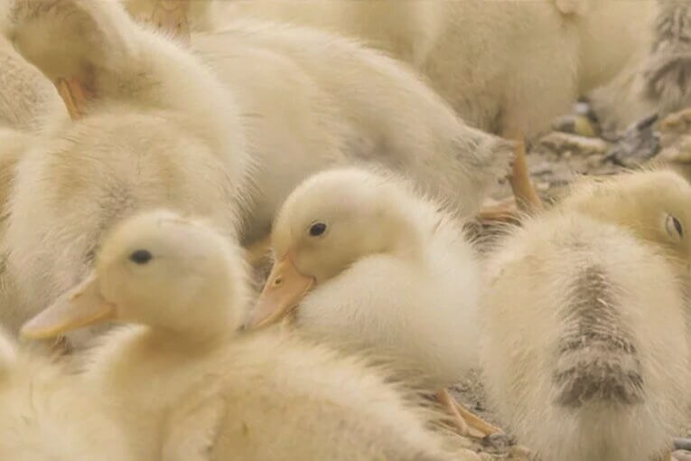 「Responsible Down Standard（RDS）」とはダウンを動物福祉の要件に照らして認証し、その供給源から最終製品まで追跡調査するもの