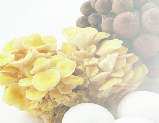 エルゴチオネインを1粒に30mg配合