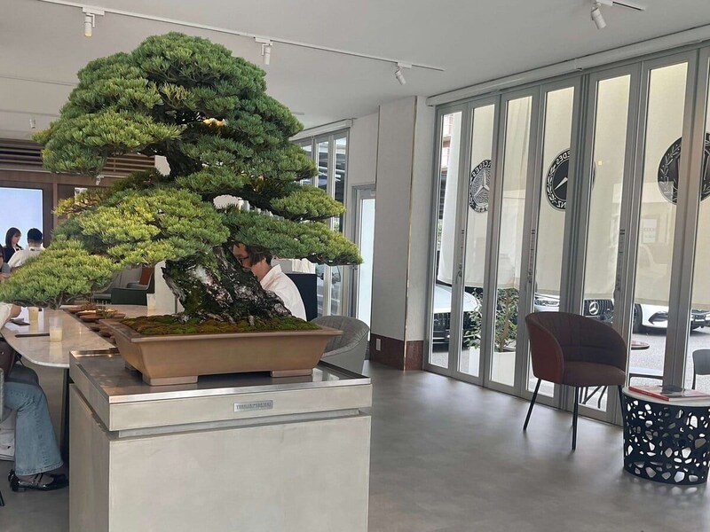 家具は「ROLF BENZ」盆栽には「TRADMAN’S BONSAI」を採用