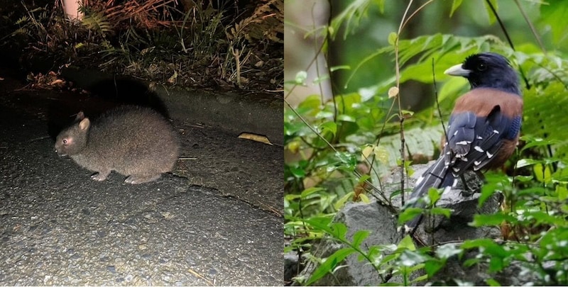 【地球にやさしいことしようぜ！】キーンがチャリティTシャツ「OLD FRIENDS IN AMAMI」第3弾を発売