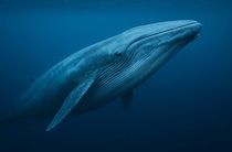 地球上で最も長生きな生物とは？