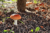 毒きのこに簡単な見分け方はあるのか？