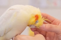“推し”は鳥さん！リピーター続出の鳥カフェで見つけた究極の癒し