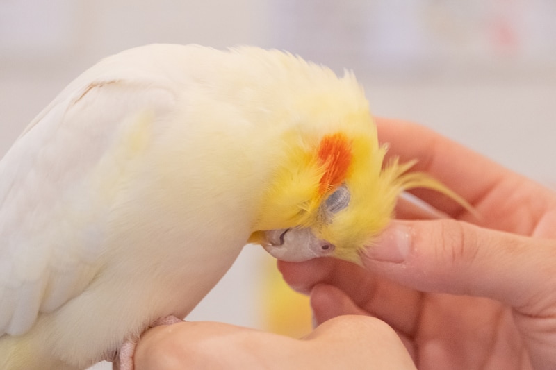 “推し”は鳥さん！リピーター続出の鳥カフェで見つけた究極の癒し
