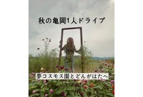 秋の亀岡ひとりドライブ｜夢コスモス園とどんがはたキャンプ場へ