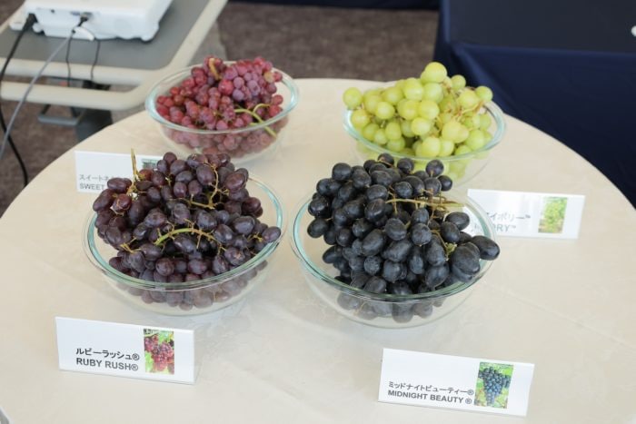 オーストラリア産ぶどう日本市場で123%増!ATGAが成長ロードマップを説明「日本は戦略的なパートナー市場」