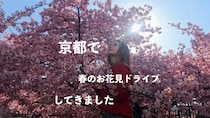 京都で春のお花見ドライブしてきました🌸