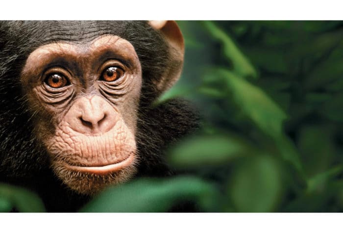 ディズニー・チャンネル＆ディズニージュニアでアースデイを記念した特別編成を放送！