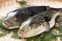 ラグジュアリーヴィラ「GRAND CHARIOT 北斗七星135°」 島の美食が紡ぐ冬の贅 淡路島三年とらふぐ×地酒マリアージュで贈る美食ステイ 12月1日（月）宿泊分より提供開始