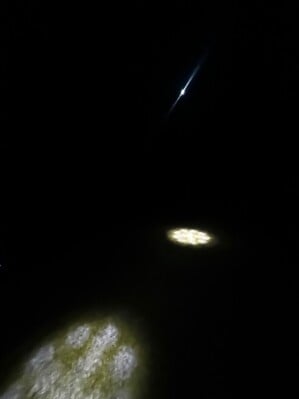 全国で第一位を獲得した、SDGsイルミネーション!夜景評論家・丸々もとおプロデュース「南国ECOライツ」がパワーアップして開幕。
