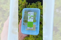 創業50周年の明日香野「抹茶わらび餅」動画がSNSで人気 ゆむけんグルメさんが制作