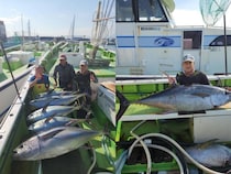 【釣果速報】神奈川県長三朗丸でキハダ・カツオが好調！キハダ最大47.00kg！今後も期待大！