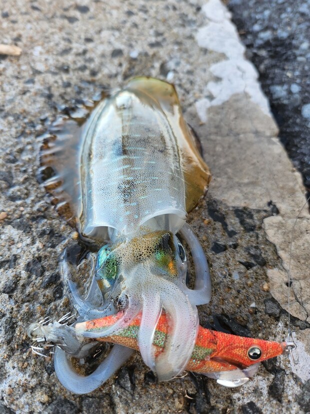 エギ王LIVEオレンジソルベでキャッチした秋イカ