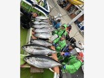 【釣果速報】神奈川県たいぞう丸で47.50kgのキハダ大量確保！引きと味の両方を堪能したいなら今すぐの釣行がおすすめ！