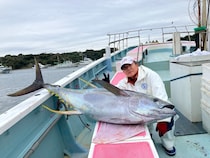 【釣果速報】神奈川県正海丸でカツオ＆キハダ上がる！船釣りデビュー戦を大物ゲットで飾りませんか？