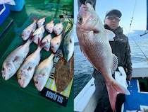 【釣果速報】最大60cmの巨大マダイをゲット！兵庫県海蓮丸はゲストも多彩でワクワクの釣行になること間違いなし！