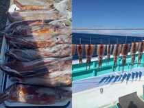 【釣果速報】千葉県甚四郎丸でスルメイカ釣行が好調！竿頭は26匹ゲット！今後の釣行も期待大！