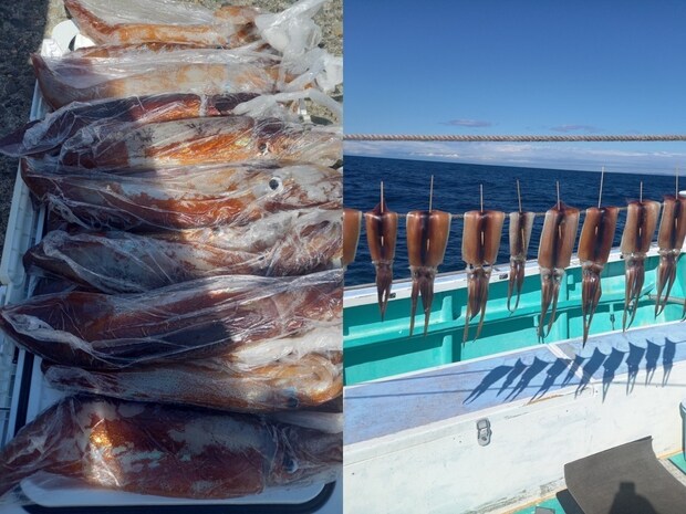 【釣果速報】千葉県甚四郎丸でスルメイカ釣行が好調！竿頭は26匹ゲット！今後の釣行も期待大！