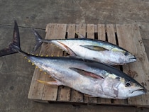 相模湾のキハダ好調　初物32kgをゲット