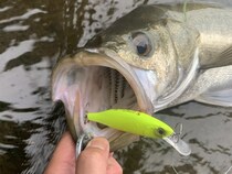 Mariaタイトスラローム徹底解説！！ドブシーバスのすゝめ