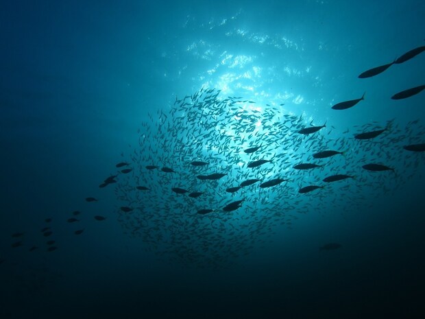 一番期待しちゃう開幕ターゲットは何?