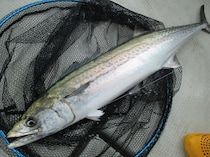 キャスティングで狙う東京湾のサワラ