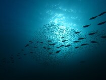 一番期待しちゃう開幕ターゲットは何？