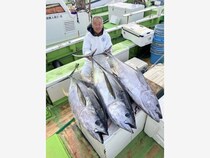 【釣果速報】注目のキハダ48.50kg釣れた！あなたも神奈川県たいぞう丸でモンスターキハダと対決してみませんか？