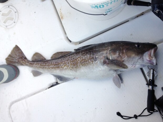 マッチザベイトの満足感 佐渡沖の深海マダラ