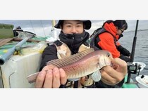【釣果速報】神奈川県かりゆし丸で五目釣り好調！！シロアマダイ・イシダイにアジと豪華三本立て！ビッグチャンス到来中！