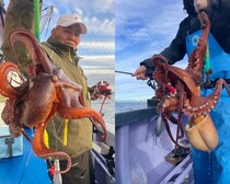 【釣果速報茨城県日立丸でマダコ順調に上がる！20匹以上ゲット！キロオーバーの良型も交じり好調！