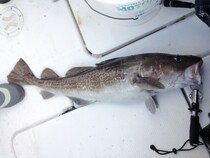 マッチザベイトの満足感　佐渡沖の深海マダラ