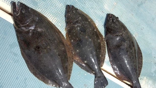 最盛期へ期待の幕開け　頭10枚の釣れっぷり