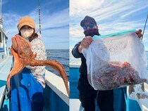【釣果速報】茨城県清栄丸でマダコ釣り好調！連発で大興奮！週末はマダコ釣りで決まり！
