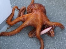 餌木タコ仕掛けの正解は？好調の大洗沖で試行錯誤