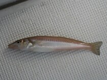 仙台湾で期待の注目株アジ＆キスリレー好況