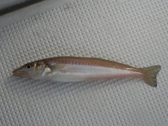 仙台湾で期待の注目株アジ＆キスリレー好況