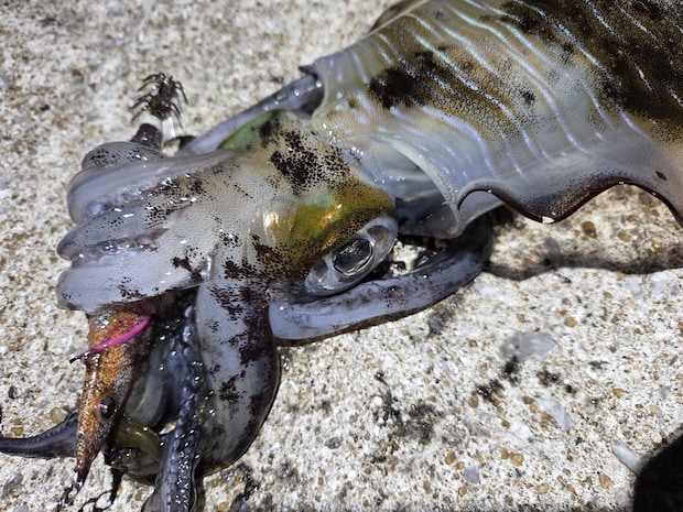 エギ王SEARCH3号ショコラブラウンにがっつりと抱いたアオリイカ