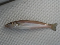 仙台湾で期待の注目株アジ＆キスリレー好況