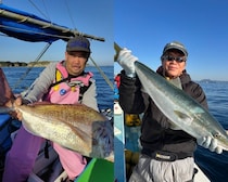 【釣果速報】ワラサにマダイ、キジハタ！神奈川県伝五郎丸に乗るとクーラーボックスが高級魚の宝石箱になるぞ！