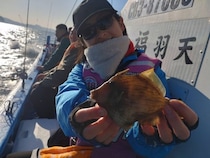 【釣果速報】千葉県福丸がチャンス捉えた！最大29cmのデカハギキャッチ！冬の絶品カワハギを今すぐ捕まえに行こう！