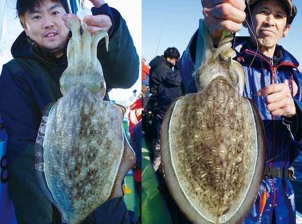 東京湾のテンヤスミイカ　不調はモンゴウイカがカバー