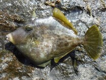 竹岡沖のカワハギ盛況 狙うは肝パンの良型