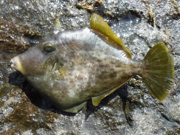 竹岡沖のカワハギ盛況 狙うは肝パンの良型