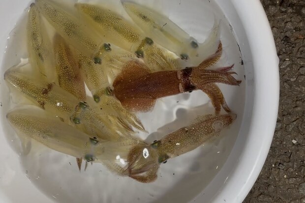 小樽で釣れたマメイカ