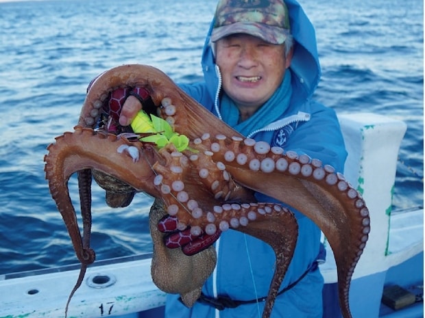 大型のチャンスを逃すな！正月用マダコを釣るなら今